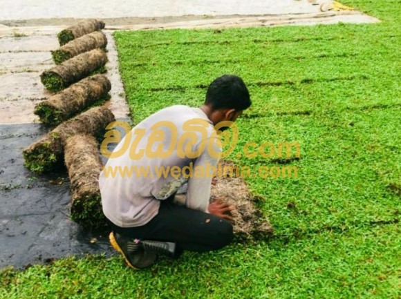 Malaysian Grass Price In Sri Lanka