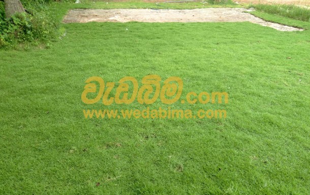 Australian Grass Suppliers In Sri Lanka