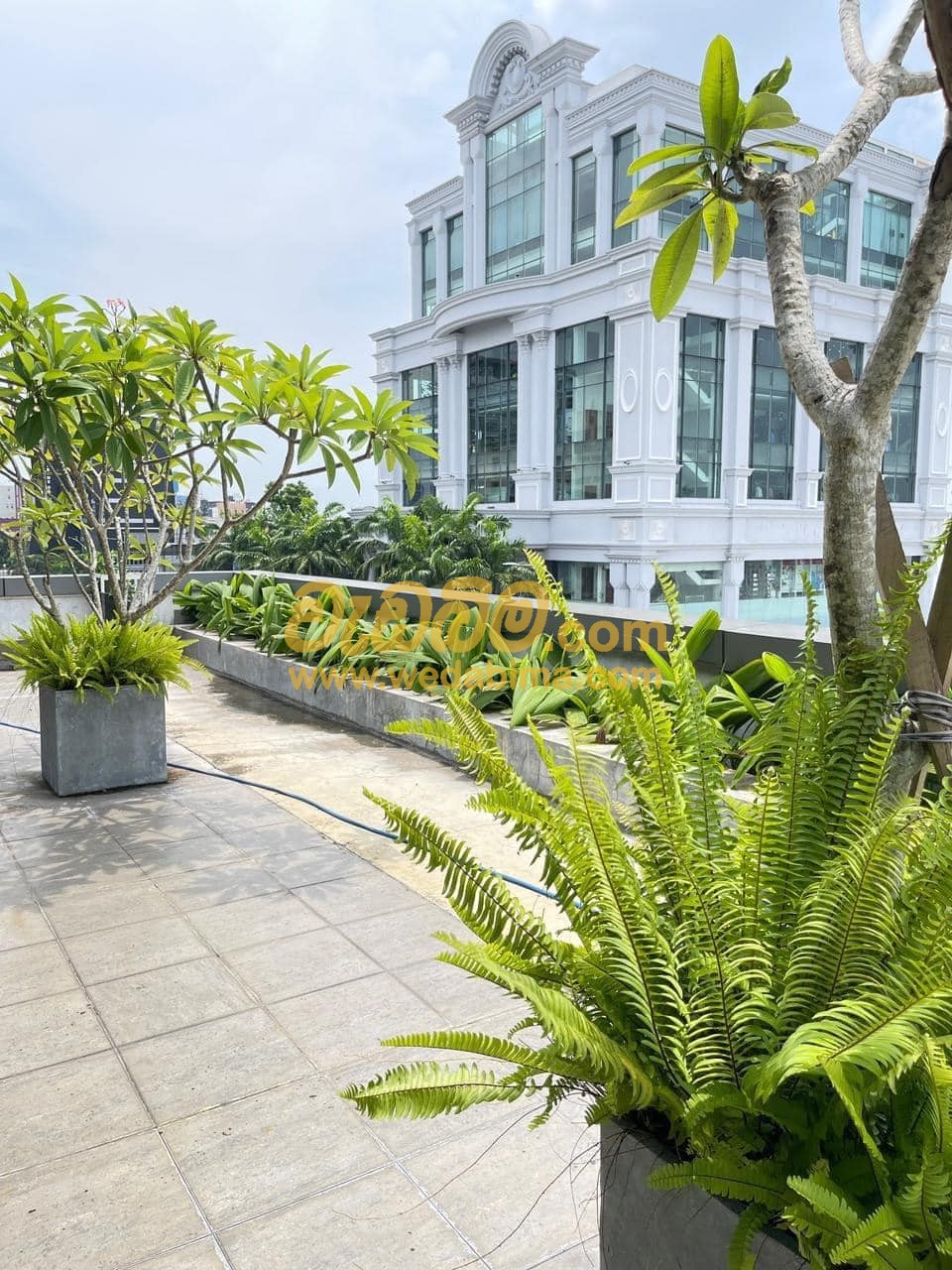 Garden Plants in colombo