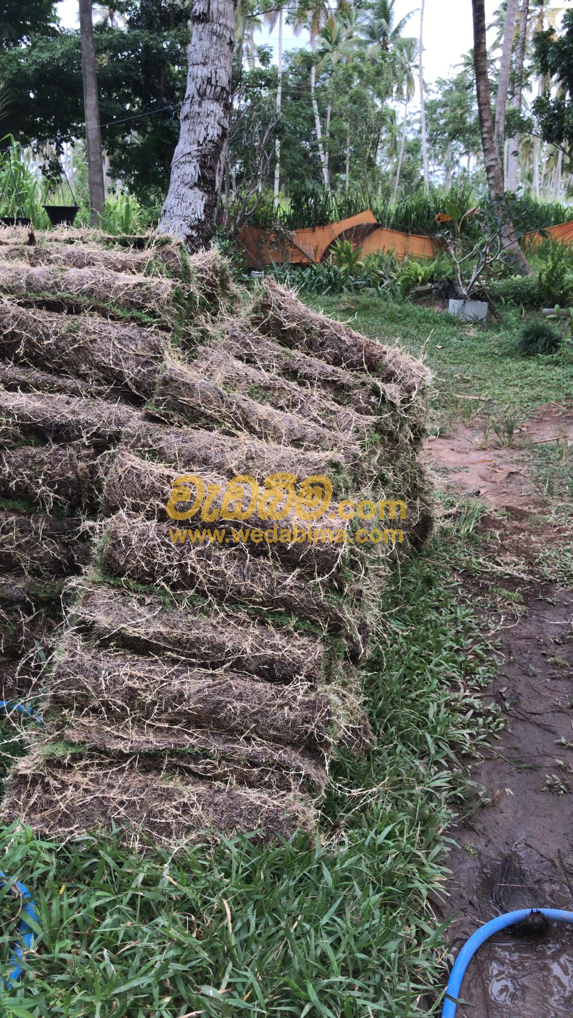 Grass Suppliers in Colombo