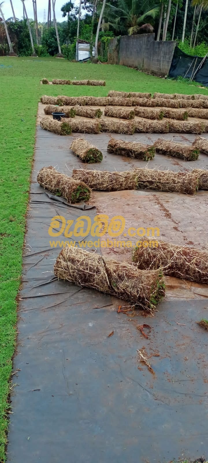 Australian Grass Price In Pothukoladeniya