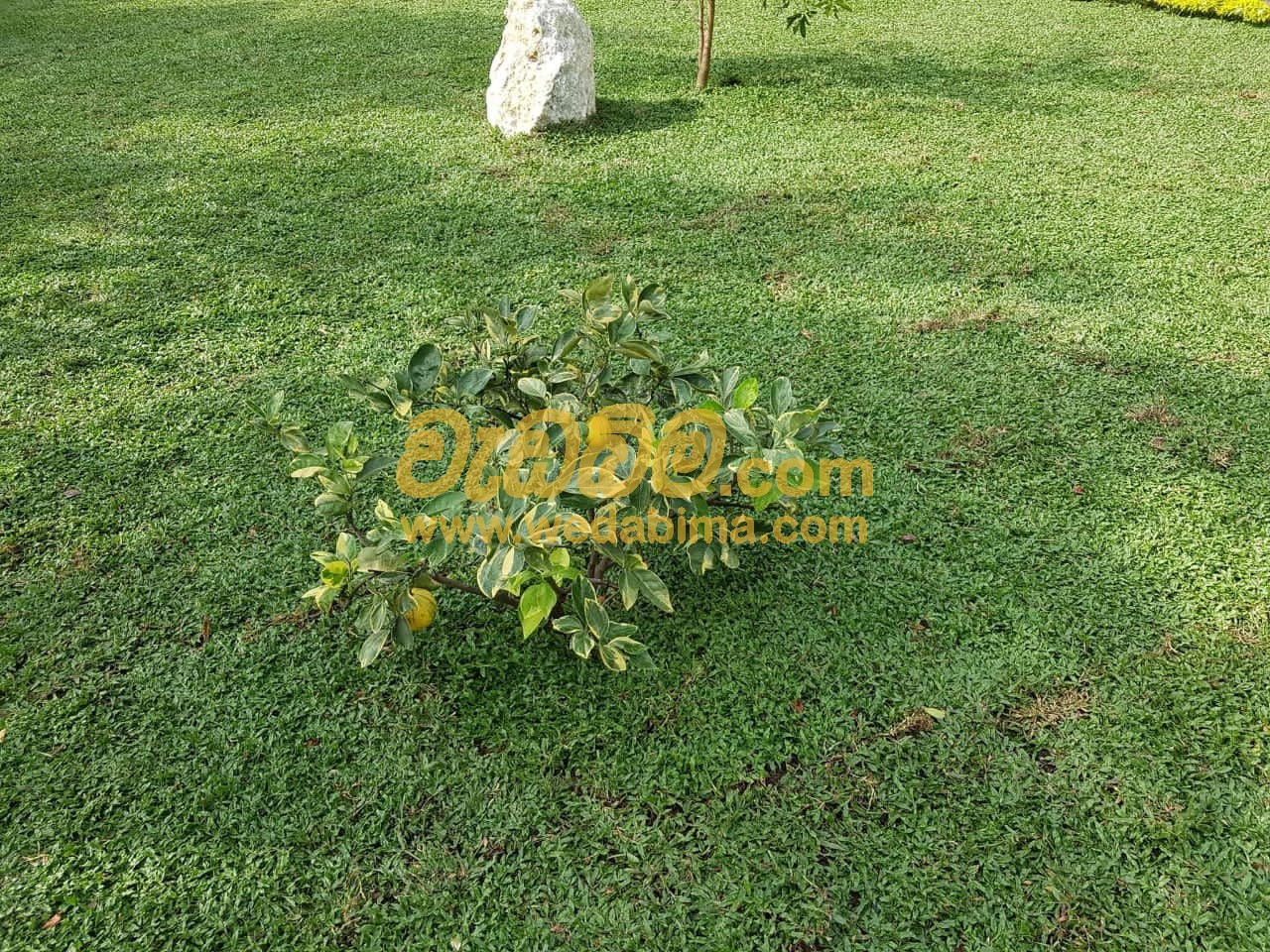 Malaysian Grass Suppliers In negombo