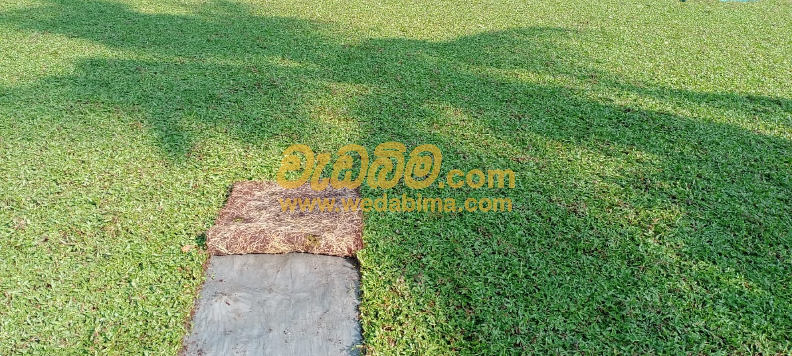 Malaysian grass supplier in Pothukoladeniya