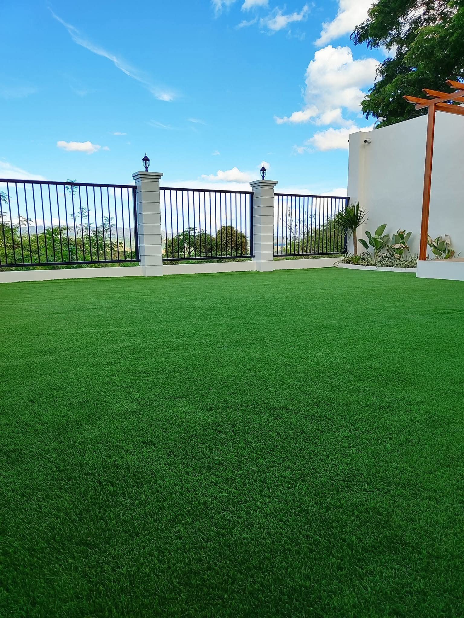 Malaysian Grass Price In Halawatha
