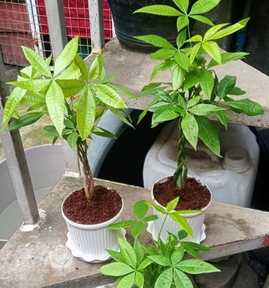 Plant Price In colombo