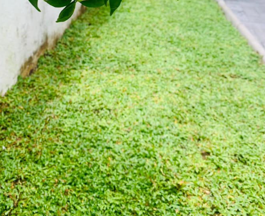 garden design price in gampaha