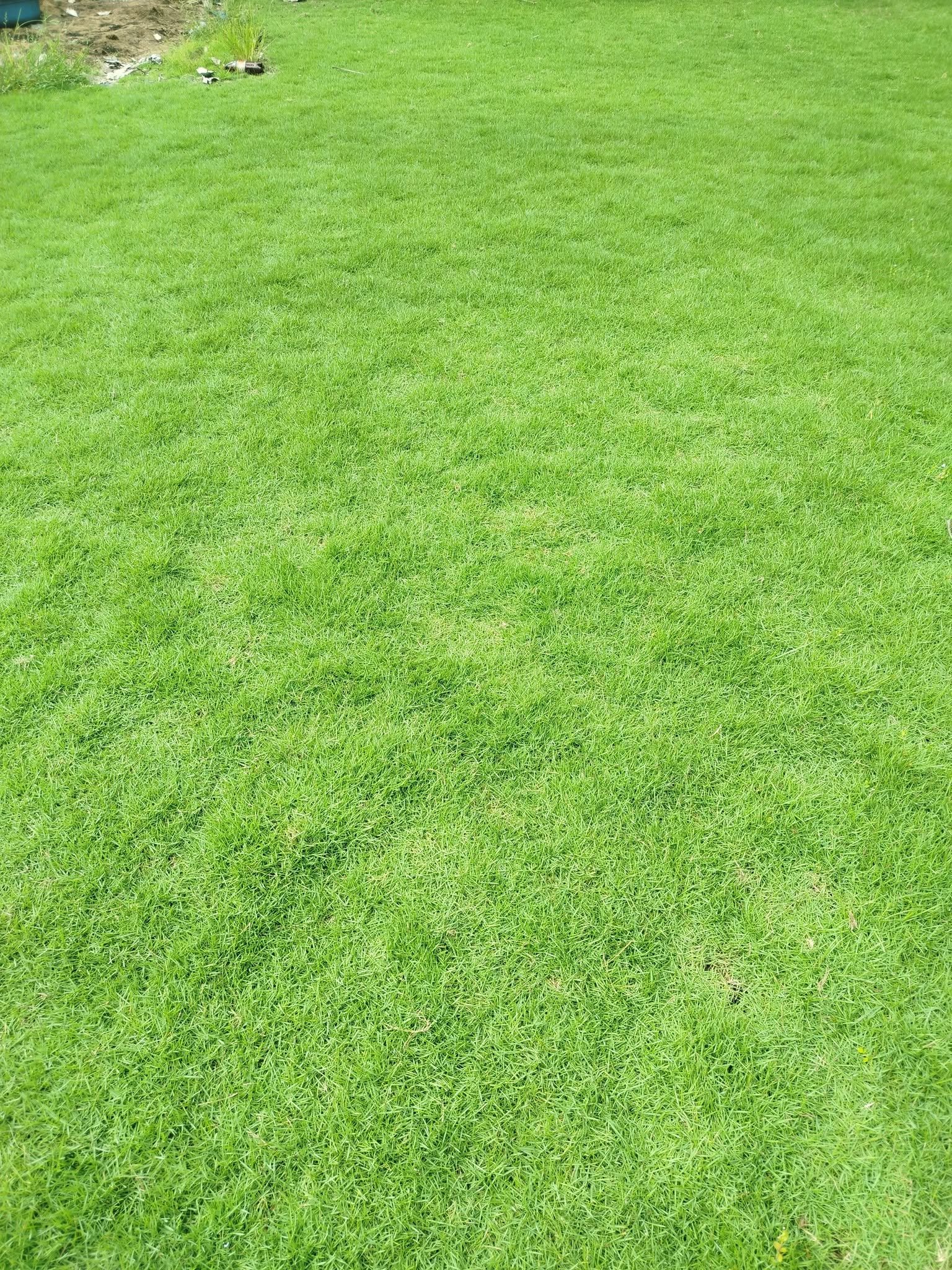 Bermuda Grass Colombo