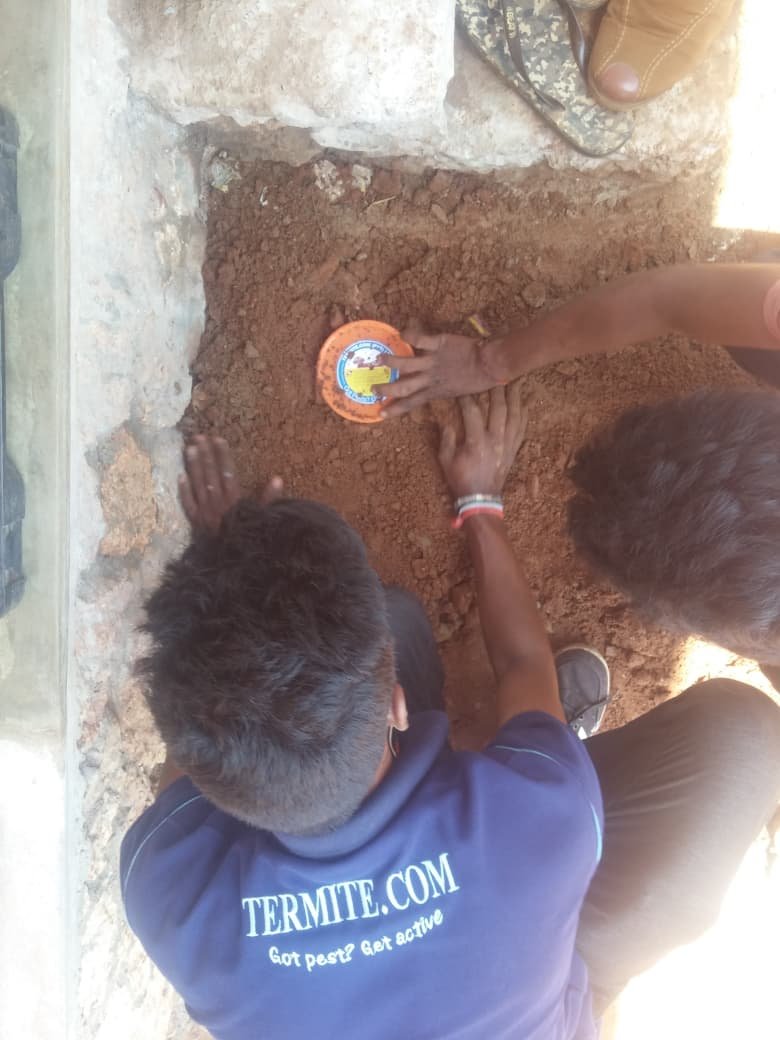 Other image 202608/anti-termite-treatment-chemicals-in-sri-lanka-wedabima-2ab35eb3b7.jpeg
